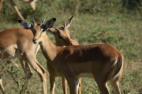 Jeunes mâles impala