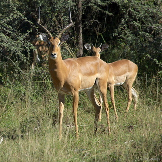 Impala mâle (3)