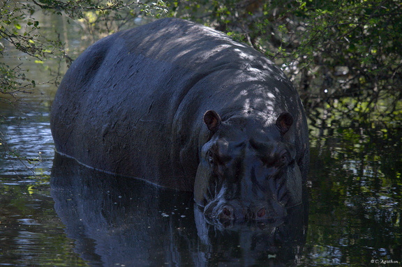 Hippo de face