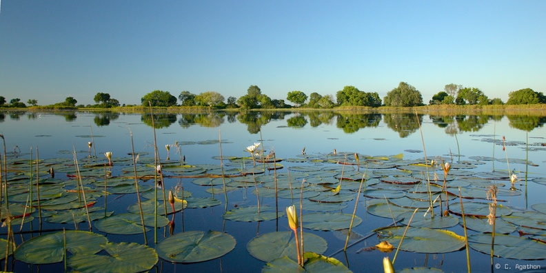 Okavango reflexion