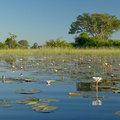 Paysage de l'Okavango