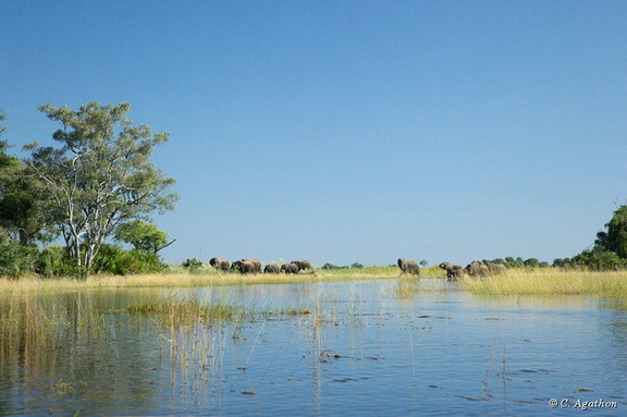 Éléphants dans l'Okavango