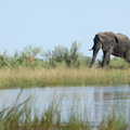 Éléphant dans l'Okavango
