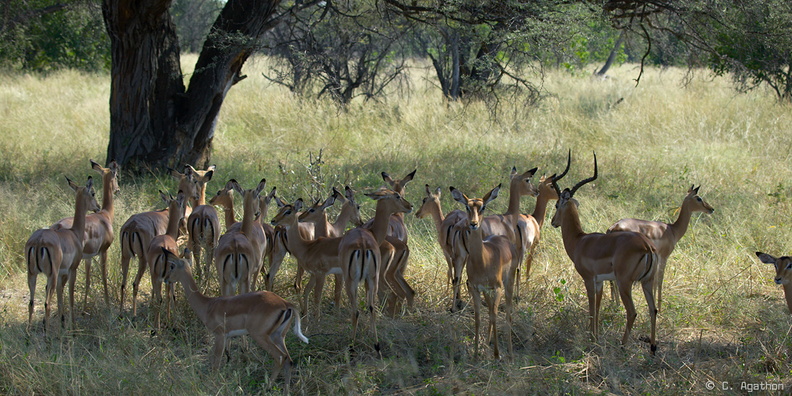 Troupeau d'impalas à Moremi