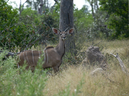 Jeune kudu mâle (2)