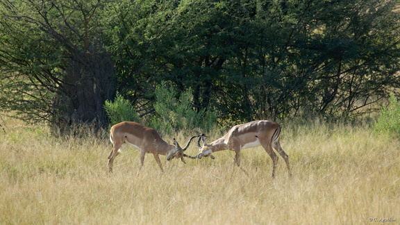 Bagarre impalas