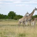 Famille girafe