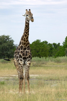 Girafe à Moremi