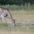 Girafe léchant le sol
