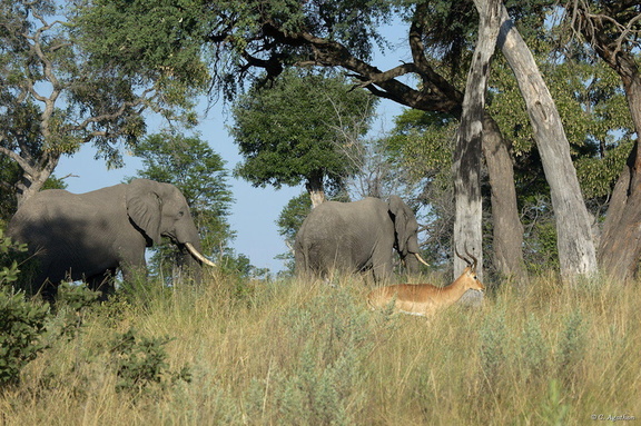 Éléphants et impala