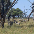Zèbres de Chapman à Chobe