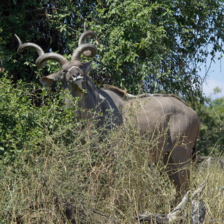 Grand kudu mâle (2)