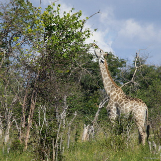 Girafe broutant