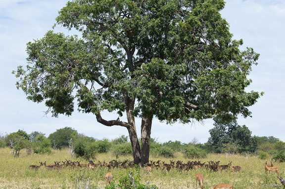 Impalas sous un arbre