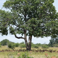 Impalas sous un arbre