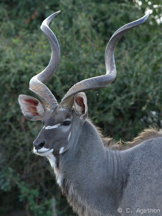 Portrait de kudu