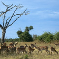 Impalas à Chobe