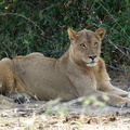 Jeune lion