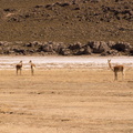 Vigognes près du Salar d'Uyuni