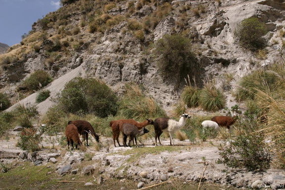 Lamas du Cañon de Toachi (4)