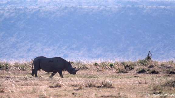 Rhinoc&eacute;ros noir (1)