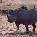 Rhinocéros noir (3)