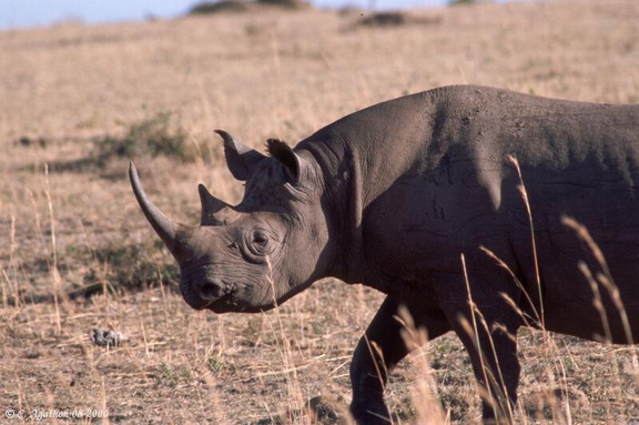 Rhinoc&eacute;ros noir (4)