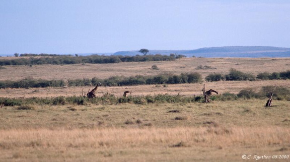 Girafes dans la savane
