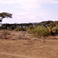 Samburu (1)