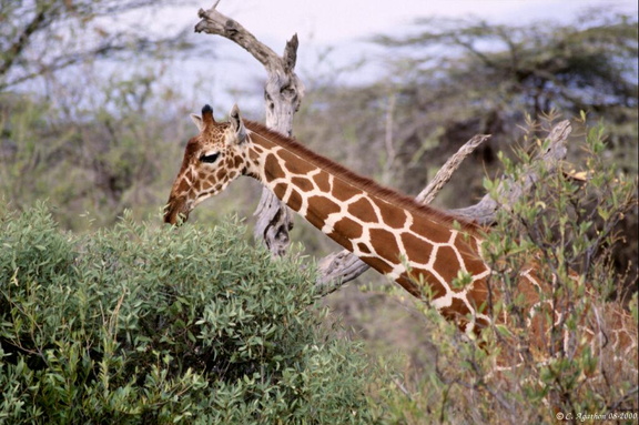 Girafe Réticulée