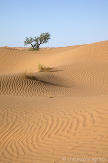 Trésors de dunes - arbre