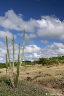 Cactus cand&eacute;labre
