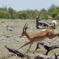 Saut d'impala