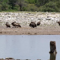 Point d'eau et vautours à Etosha