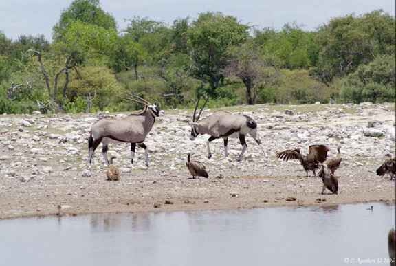 Oryx et vautours au point d'eau