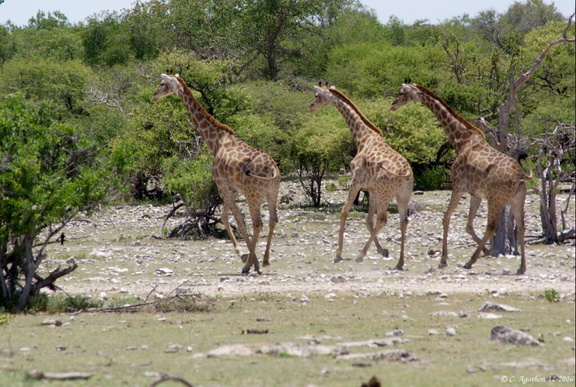 Fuite de girafes