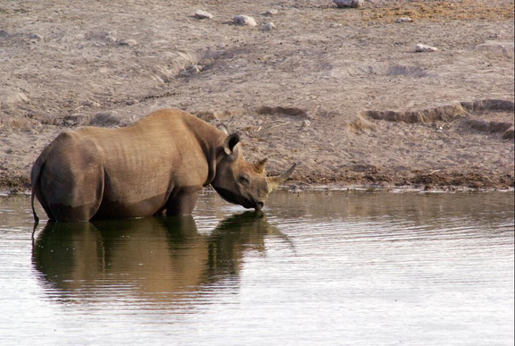 Rhino buvant