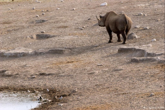 Rhino près du point d'eau