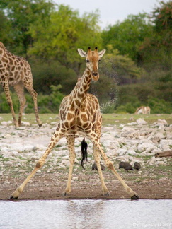 Jeune girafe buvant