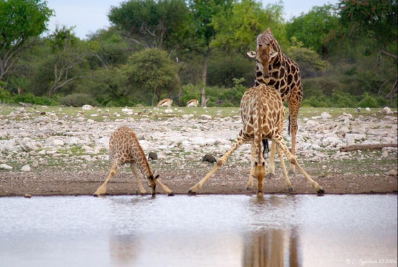 Famille girafe au point d'eau (2)