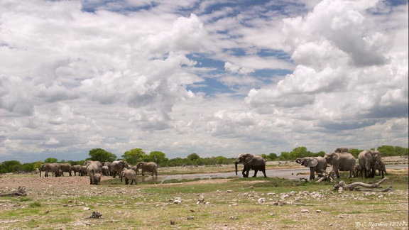 Troupe d'éléphants au point d'eau (6)