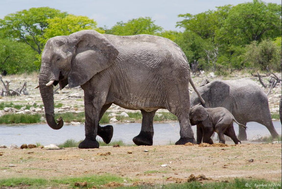Petit éléphant et son groupe (1)