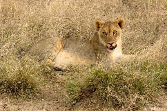 Jeune lion