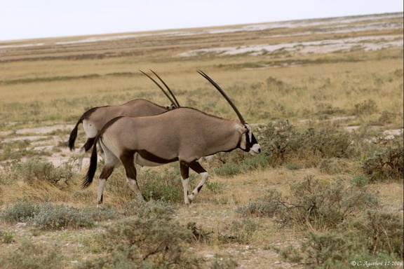 Deux oryx en marche