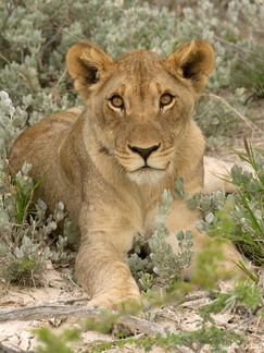 Jeune lion (2)