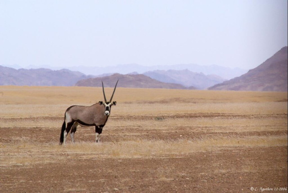 Oryx dans la plaine (1)
