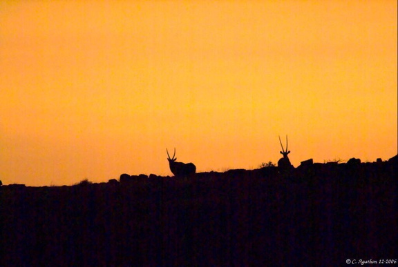 Oryxes au soleil couchant