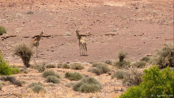 Deux Girafes