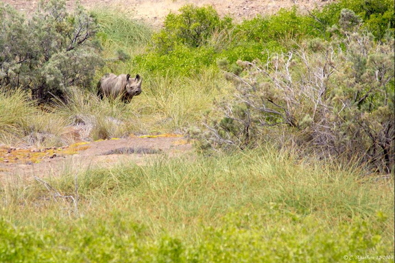 Rhinocéros dans le bush