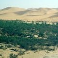Arbres et dunes du Namib